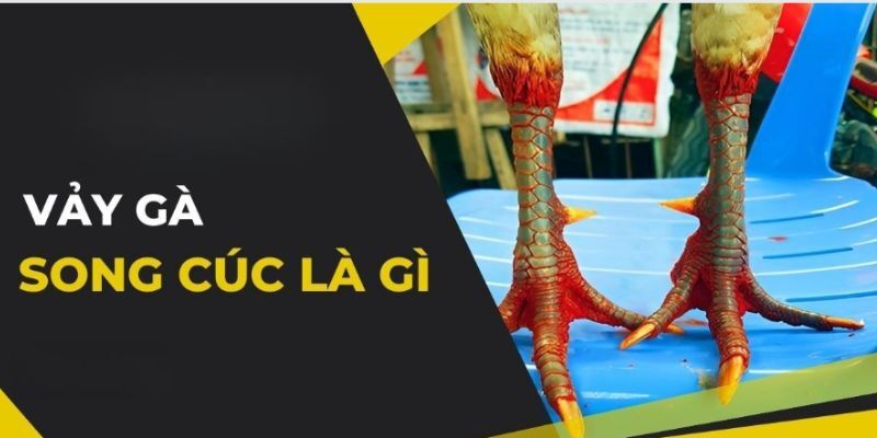 Vảy song cúc là gì